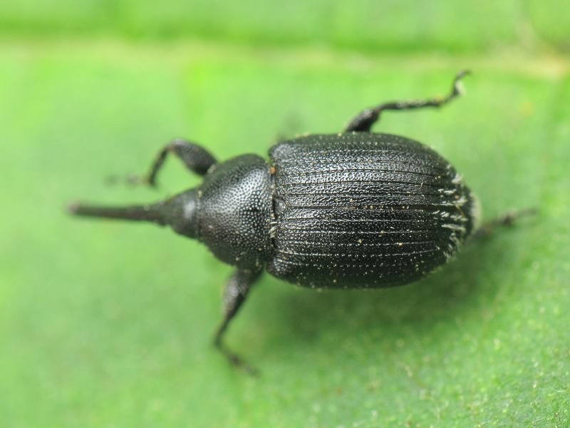 Rhinusa asellus (Gravenhorst, 1807)